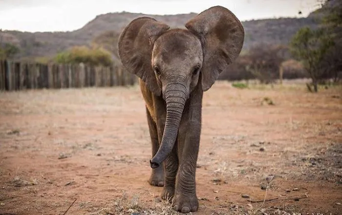 Elefant