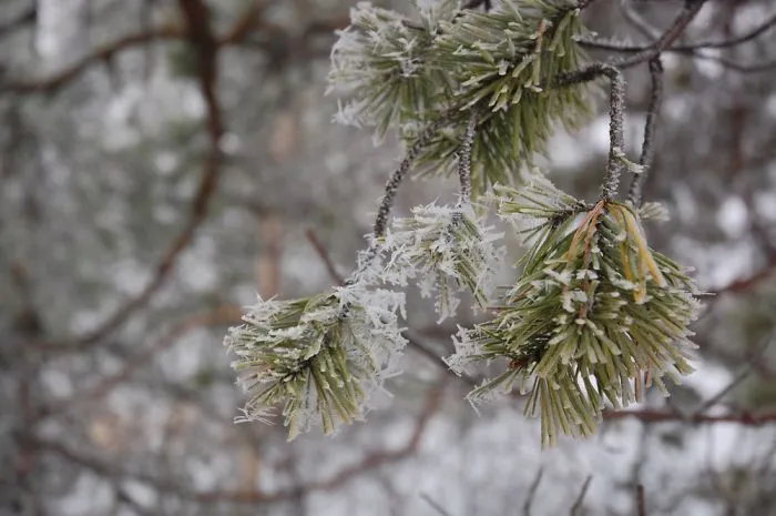 The Cold And Grey Swedish Winter