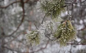 The Cold And Grey Swedish Winter