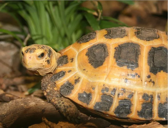 Forsten's Tortoise