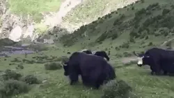 Yak Flip