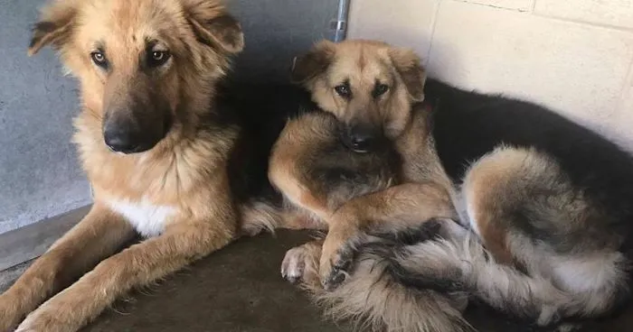 Shelter Dogs Frightened To Be Separated Wouldn't Let Go Of Each Other, So Someone Adopted Them Both