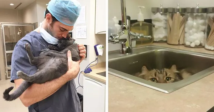 Looking For A Job? This Company Will Pay You For Cuddling With Kittens All Day Long