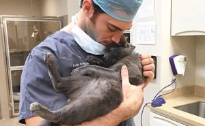 Looking For A Job? This Company Will Pay You For Cuddling With Kittens All Day Long