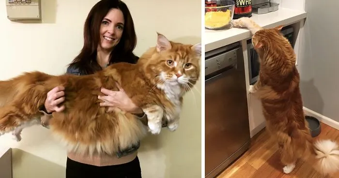 Couple Surprised After They Buy A Tiny Kitty, And It Grows To Be The World's Longest Cat