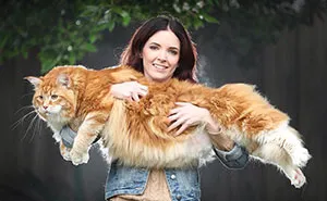 Couple Surprised After They Buy A Tiny Kitty, And It Grows To Be The World's Longest Cat