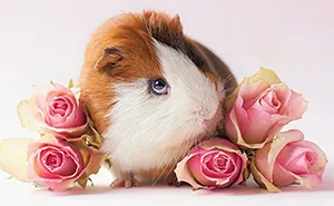I Recently Lost My Guinea Pig Archie And Here’s My Tribute To Him