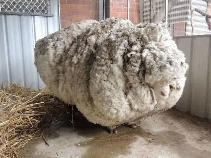 This Sheep Had On 89 Pound Wool Coat