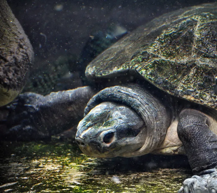 Malaysian Giant Turtle Or Bornean River Turtle