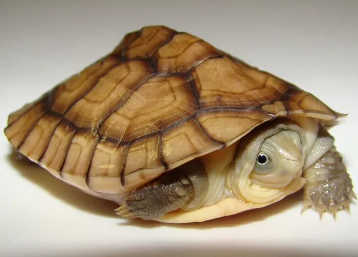 Yellow Pond Turtle