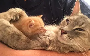 Mother Cat Lost All Her Kittens, Then This Orphan Newborn Showed Up