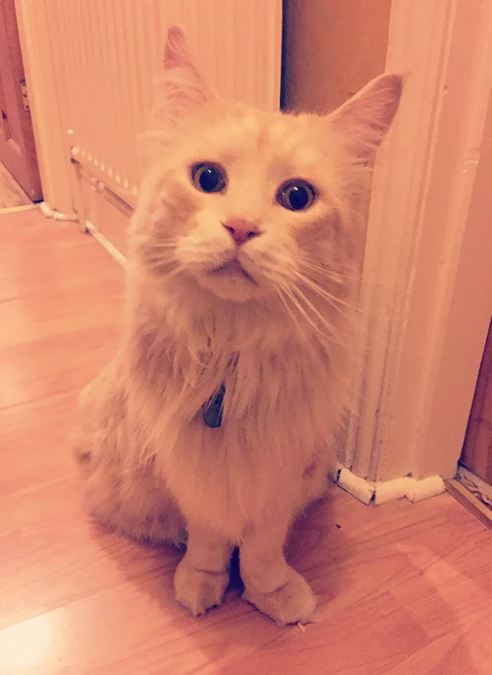 I Have Two Cats. This Is Neither Of Them. Intruder!