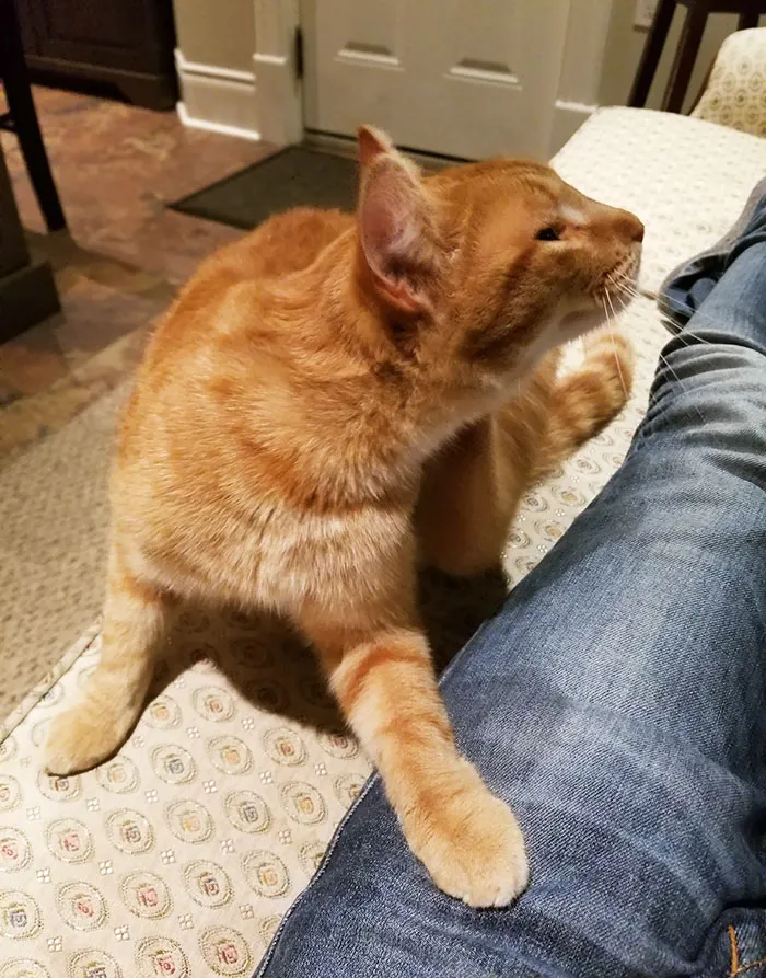 I Went To Take The Garbage Out And A Cat Ran Into My House And Won't Leave. Is This How You Get A Cat?