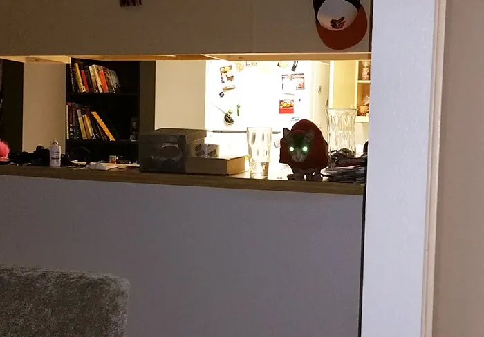 Been Working In The Office For An Hour. Turned Around And Saw This. I Don't Have A Cat