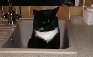 50 Of The Best "I Don't Own A Cat" Moments That Have Ever Happened To Humans