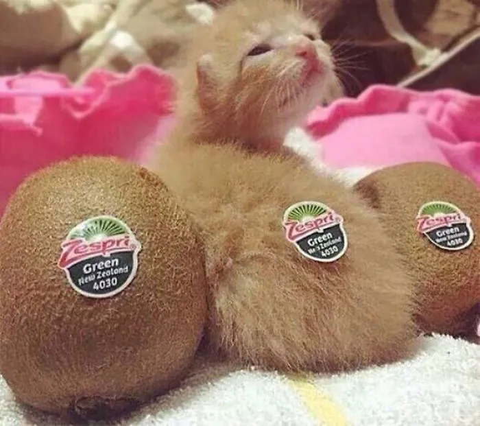 Hay un kiwi distinto