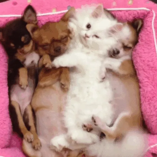 Cuteness Overload