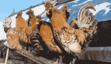 Day 32, They Still Haven't Suspected A Thing