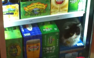 One Of These Things Is Not Like The Other (145 pics)
