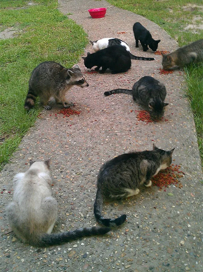 Day 39, They Still Don't Know I'm A Raccoon