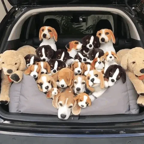 Day 33: They Still Suspect Nothing