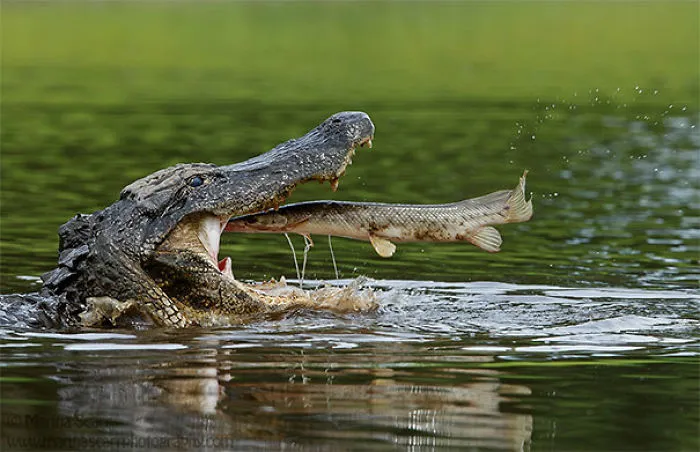 Aligator y el pez suicida