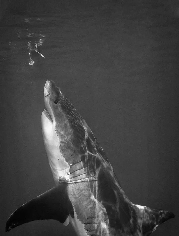 Tiburón en el momento justo