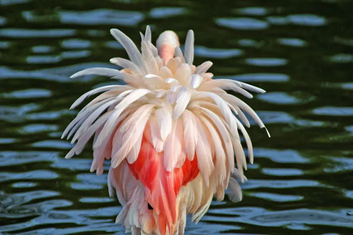 84 Gorgeous Flamingo Pics To Celebrate Pink Flamingo Day