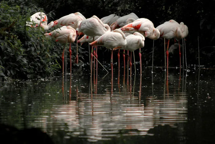 84 Gorgeous Flamingo Pics To Celebrate Pink Flamingo Day