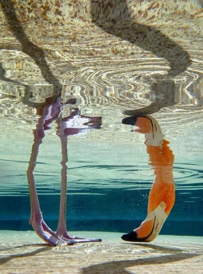 84 Gorgeous Flamingo Pics To Celebrate Pink Flamingo Day