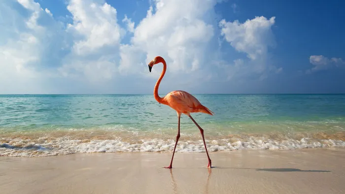 84 Gorgeous Flamingo Pics To Celebrate Pink Flamingo Day