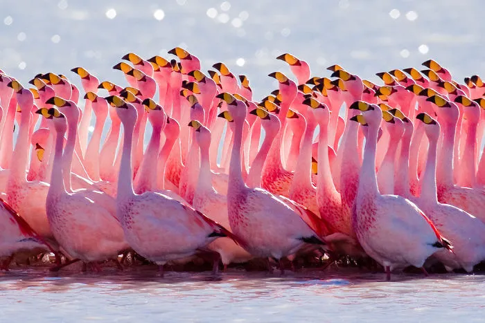 84 Gorgeous Flamingo Pics To Celebrate Pink Flamingo Day