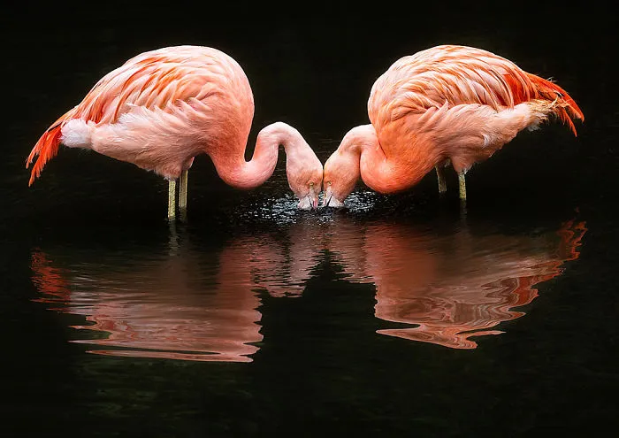 84 Gorgeous Flamingo Pics To Celebrate Pink Flamingo Day