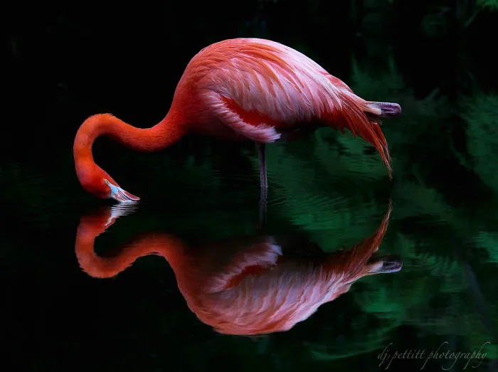 84 Gorgeous Flamingo Pics To Celebrate Pink Flamingo Day
