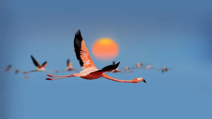 84 Gorgeous Flamingo Pics To Celebrate Pink Flamingo Day