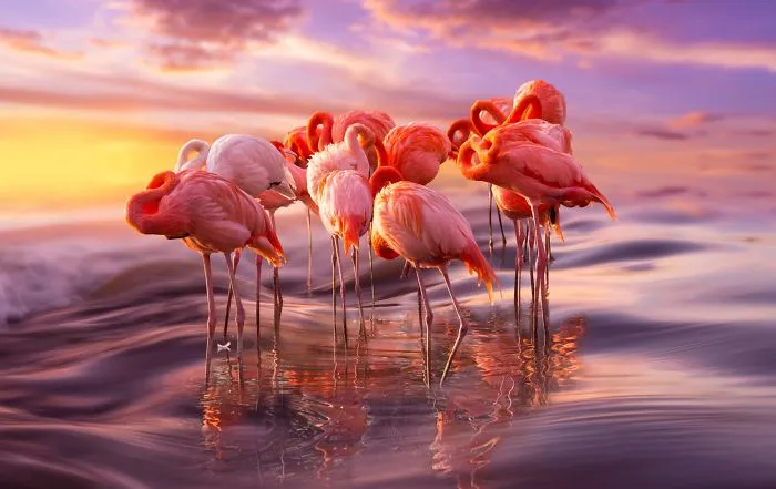 84 Gorgeous Flamingo Pics To Celebrate Pink Flamingo Day