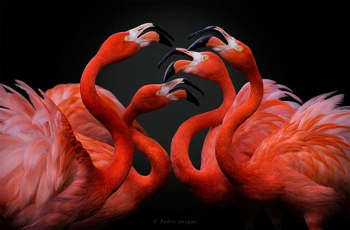 84 Gorgeous Flamingo Pics To Celebrate Pink Flamingo Day