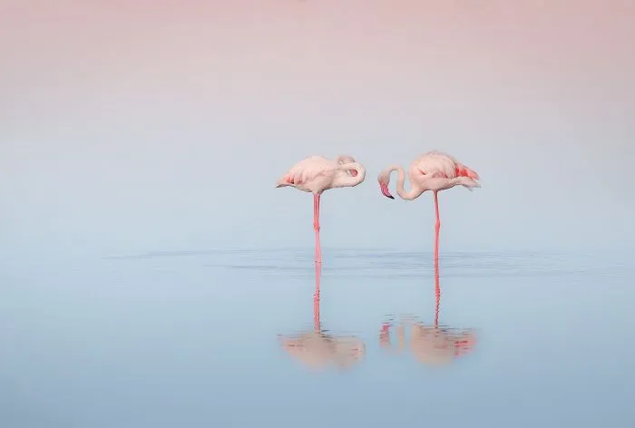 84 Gorgeous Flamingo Pics To Celebrate Pink Flamingo Day