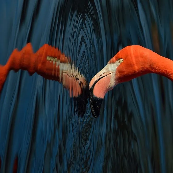 84 Gorgeous Flamingo Pics To Celebrate Pink Flamingo Day