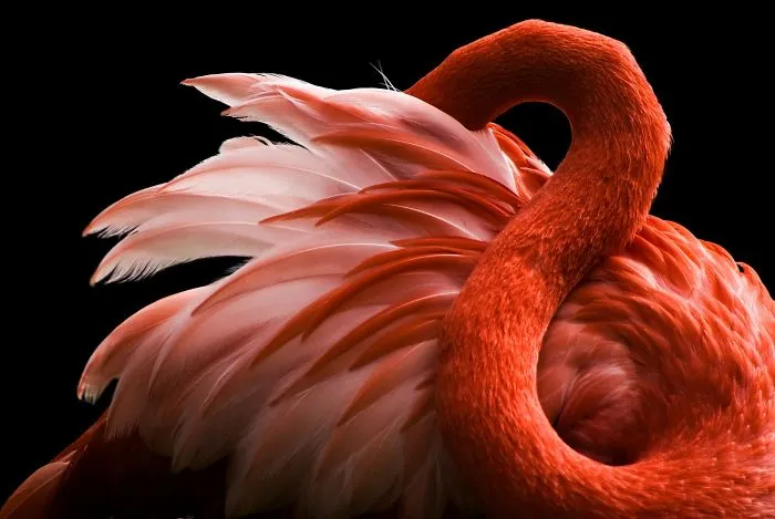 84 Gorgeous Flamingo Pics To Celebrate Pink Flamingo Day