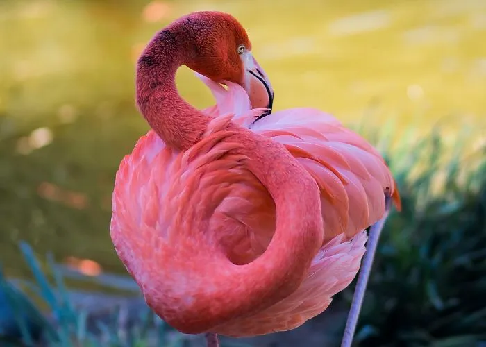 84 Gorgeous Flamingo Pics To Celebrate Pink Flamingo Day