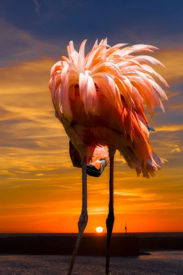 84 Gorgeous Flamingo Pics To Celebrate Pink Flamingo Day