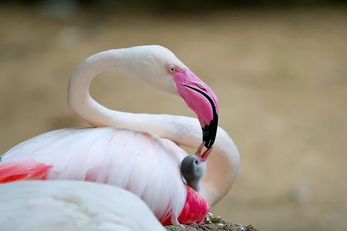 84 Gorgeous Flamingo Pics To Celebrate Pink Flamingo Day