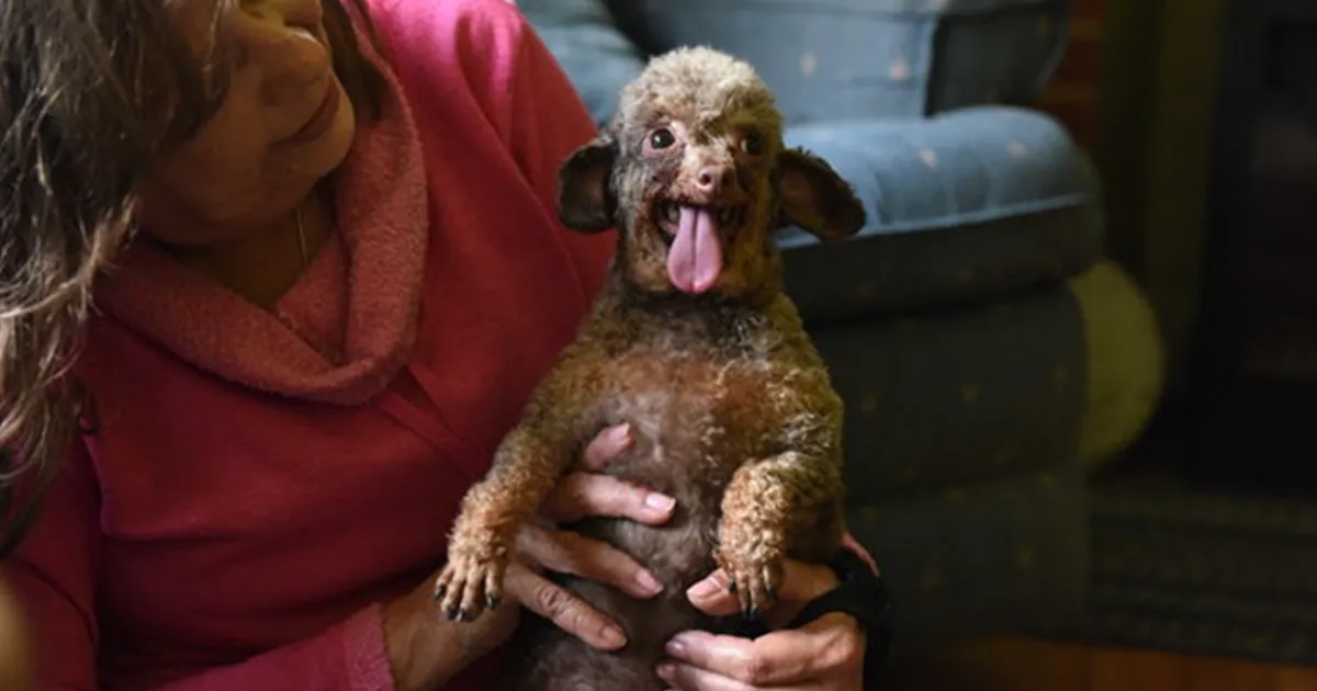 Este perro pasó toda su vida encerrado en un sótano, y no puede contener su emoción por ver el mundo