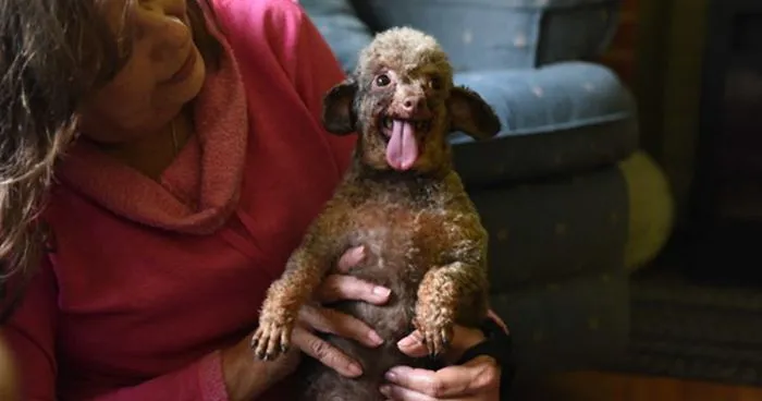 Dog Spends Entire Life Locked Up In Basement, Can't Hold Her Excitement To See The World
