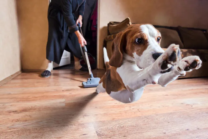 Dog’s Fear Of The Vacuum Cleaner!