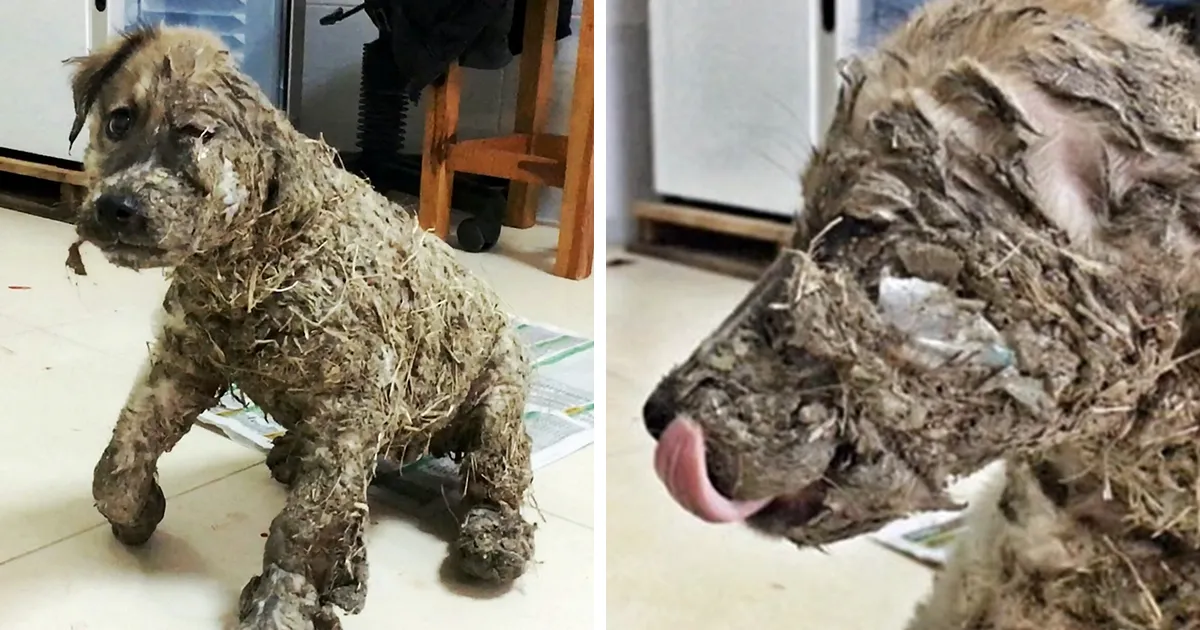 Este cachorro no se rindió después de que unos niños lo cubrieran de cola industrial y lo abandonaran