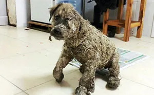 Kids Leave Puppy To Die After Covering It With Industrial Glue, However It Refuses To Give Up