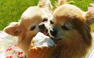 Cute Chihuahuas Enjoying Ice Cream In Slow Motion