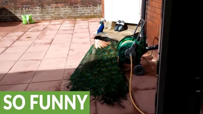 Patient Peacock Allows Cat To Play With Feathers